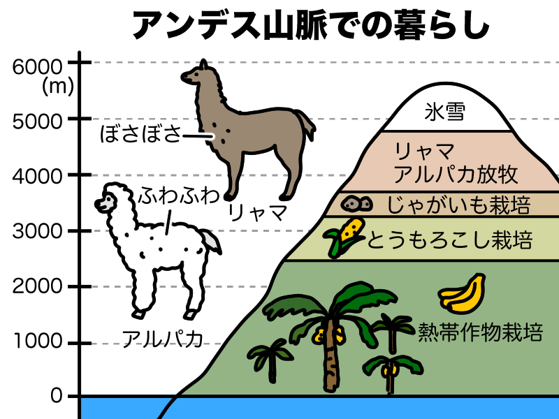 アンデス山脈での暮らし、リャマ、アルパカ