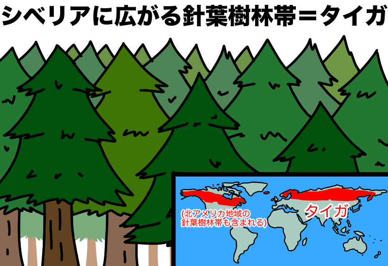 シベリアの針葉樹林帯のタイガ