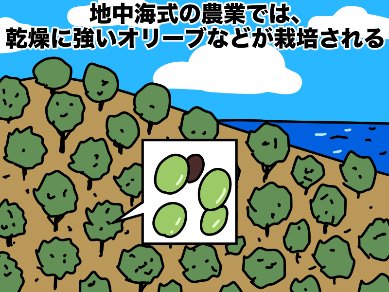 地中海式農業では乾燥に強いオリーブなどを栽培する