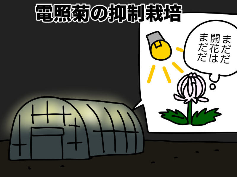 電照菊の抑制栽培