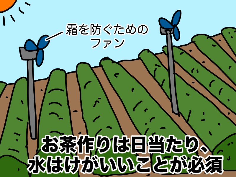 茶作りは日当たり、水捌け重要