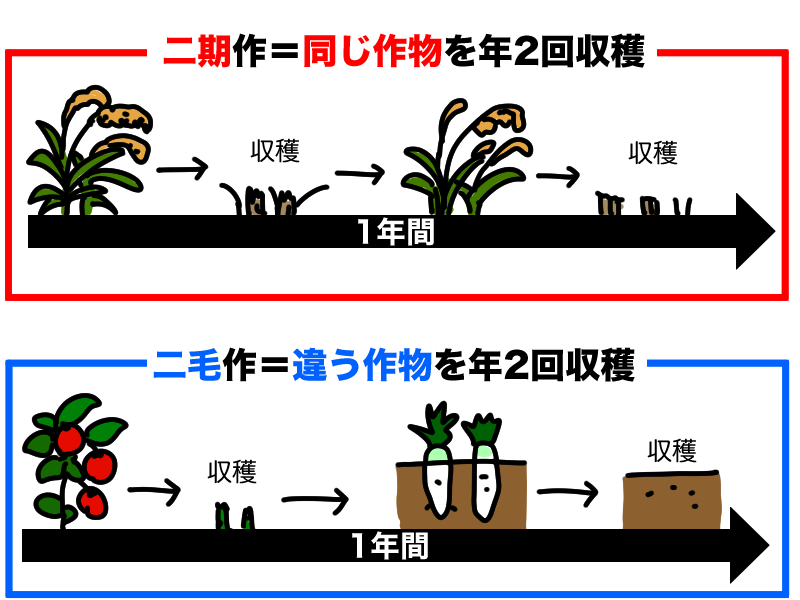二期作 二毛作