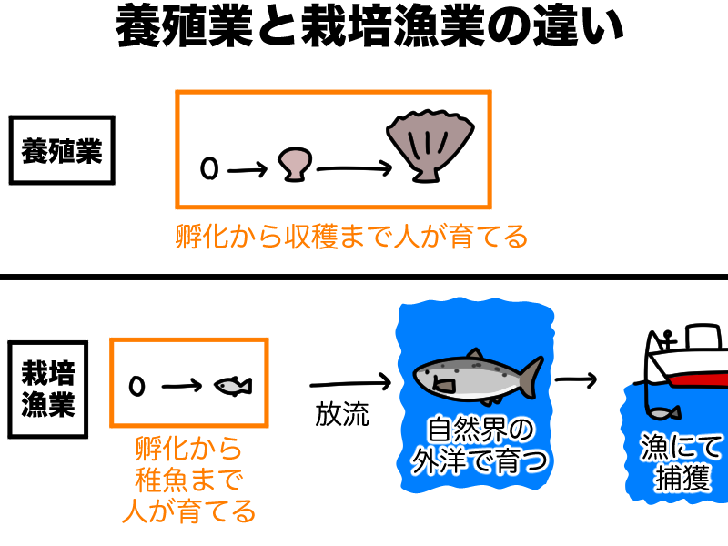 養殖業と栽培漁業の違い