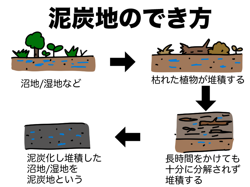 泥炭地のでき方
