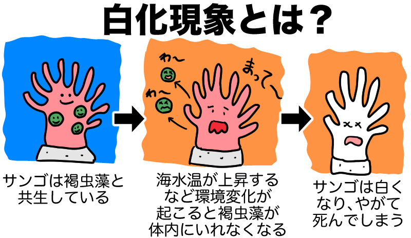 白化現象とは