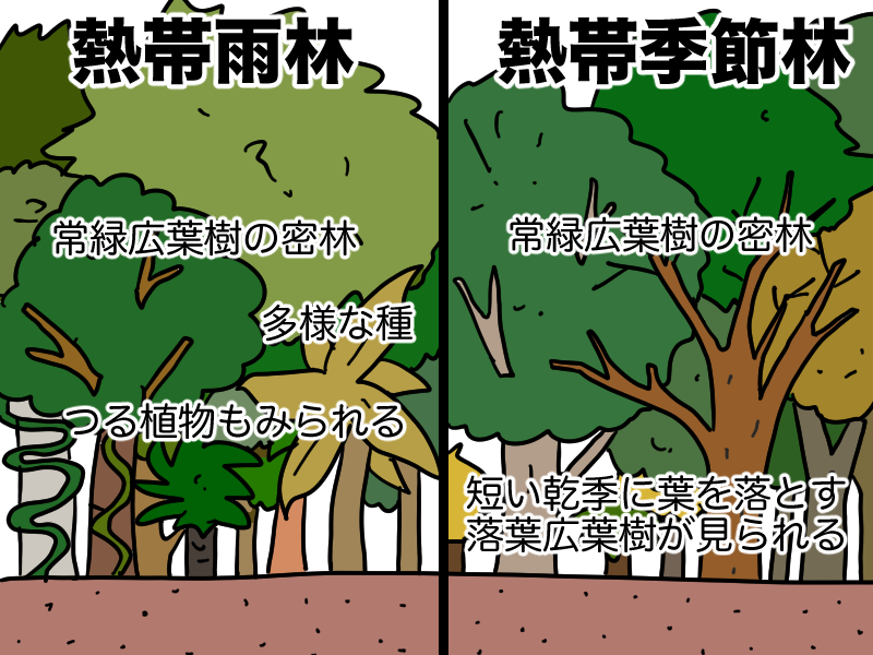熱帯雨林と熱帯季節林