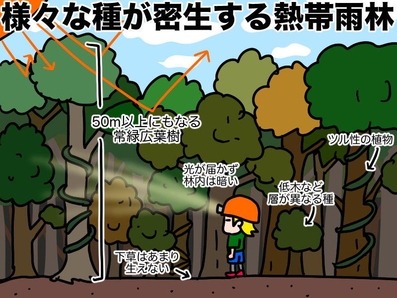 様々な種が密生する熱帯雨林